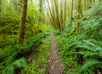  Hike the Tillamook Trail